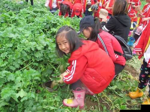 拔萝卜痛降黄 9.1：独特体验等你来