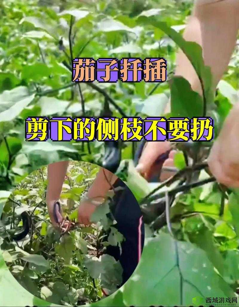 茄子种植新纪元：茄子的栽培方法到精细化配置与管理 —— 安装配置手册说明全攻略