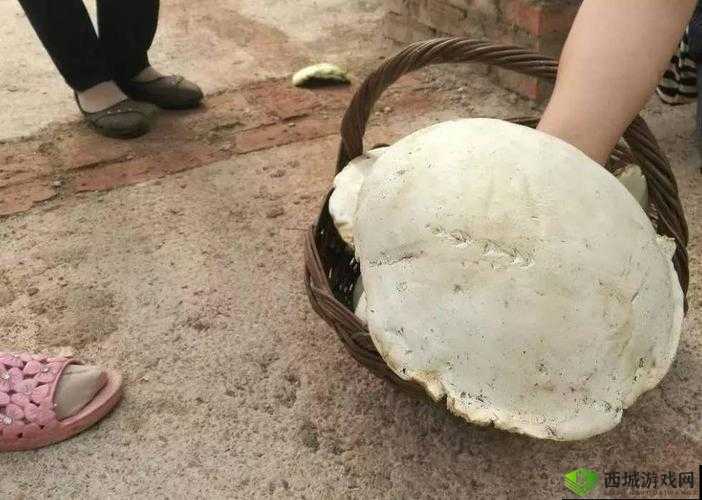 17c爆料独家揭秘蘑菇：背后的真相令人震惊