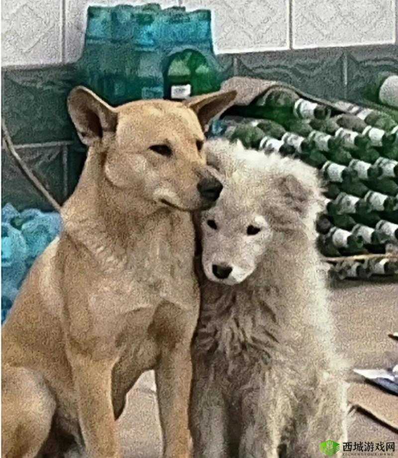落难公主与民间糙汉猎户：不禁撩的奇妙故事