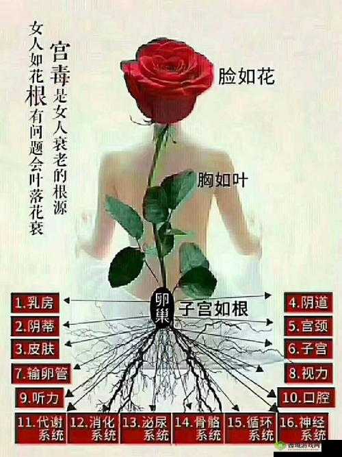 女性半夜莲花开什么意思：解析与探讨
