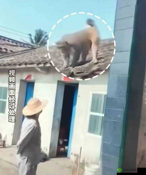 二人生猴子的全程无盖被子：这是咋回事