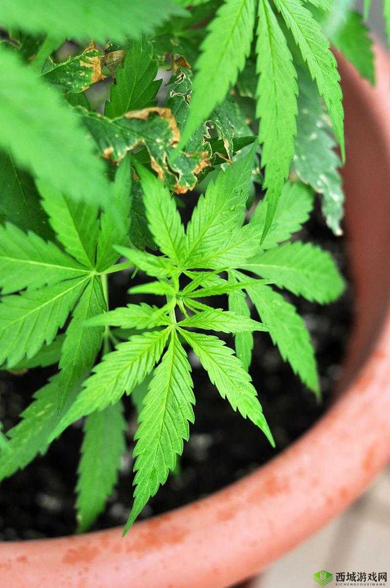 含羞草 m 码和欧洲码的区别是什么：详细对比