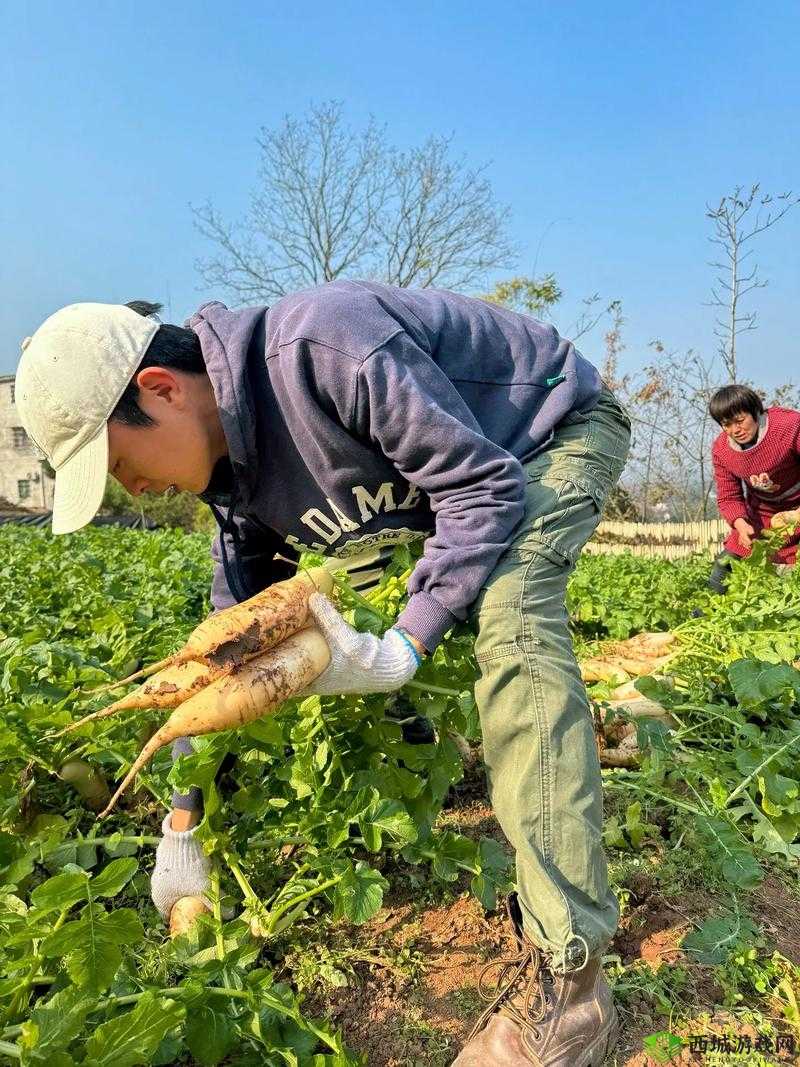 拔萝卜：收获劳动的喜悦