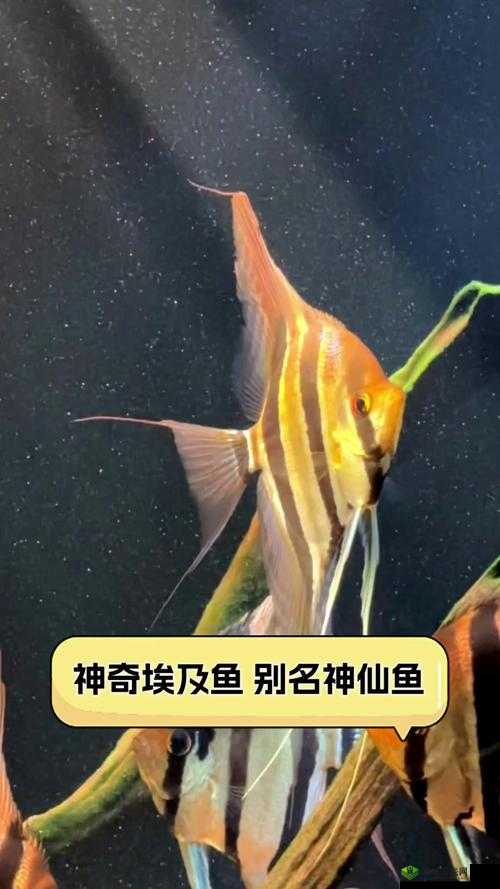 桃源记，神秘鱼的奇妙世界与作用探索