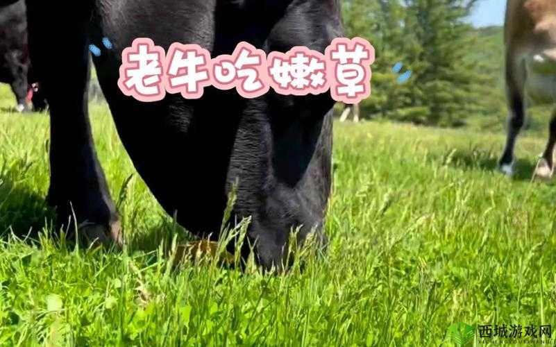 老牛嫩草一二三产品有何不同？详细解析让你一目了然