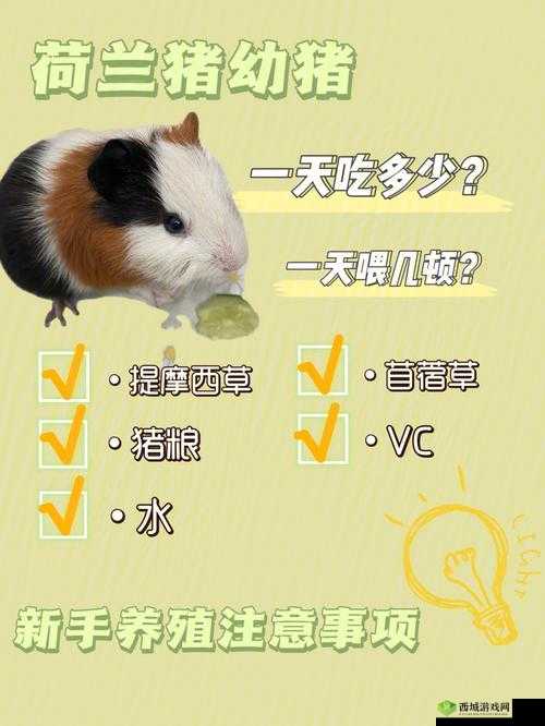 荷兰猪喂养攻略，资源管理的智慧指南