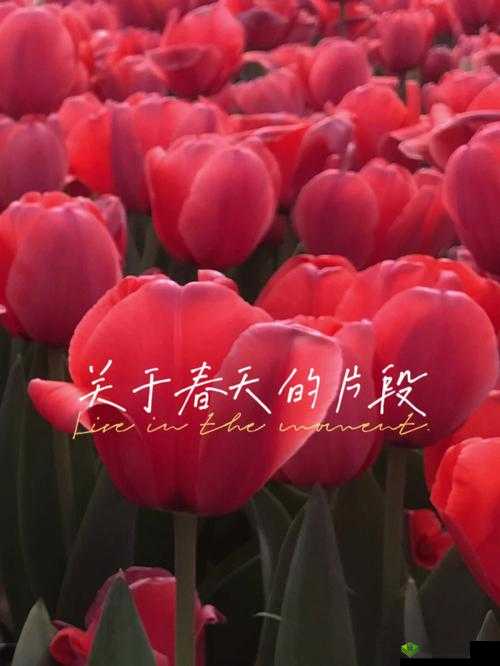 春意搞基影院:带你领略春天的浪漫与激情