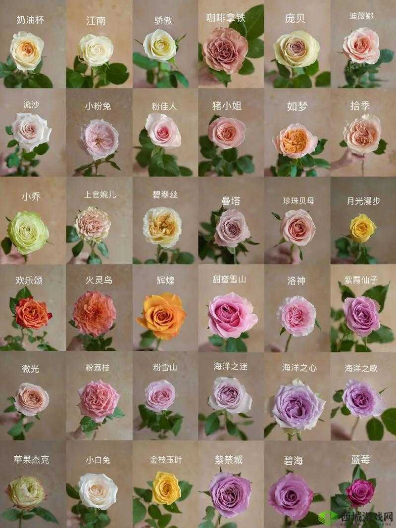 玫瑰系列价格对比：了解不同品种玫瑰的价格差异