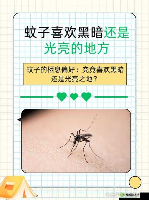 蚊子与夏夜，一场微妙的较量