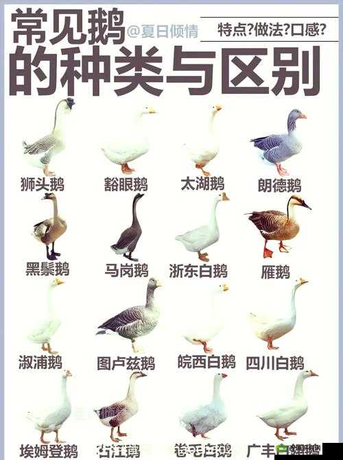 希望之村家鹅怎么得？家鹅养殖攻略及未来玩法革命预测